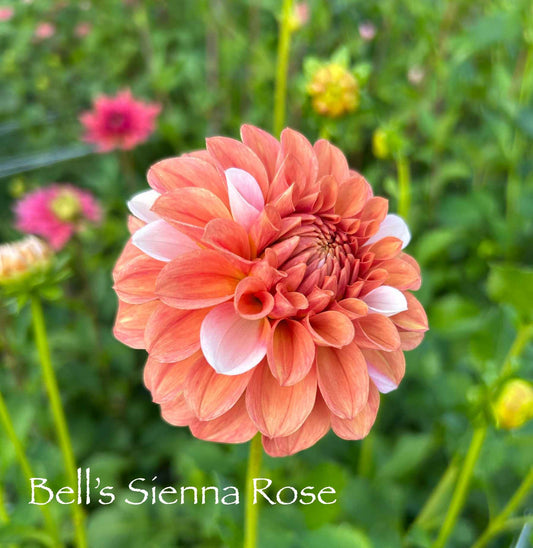 Bell's Sienna Rose Tuber