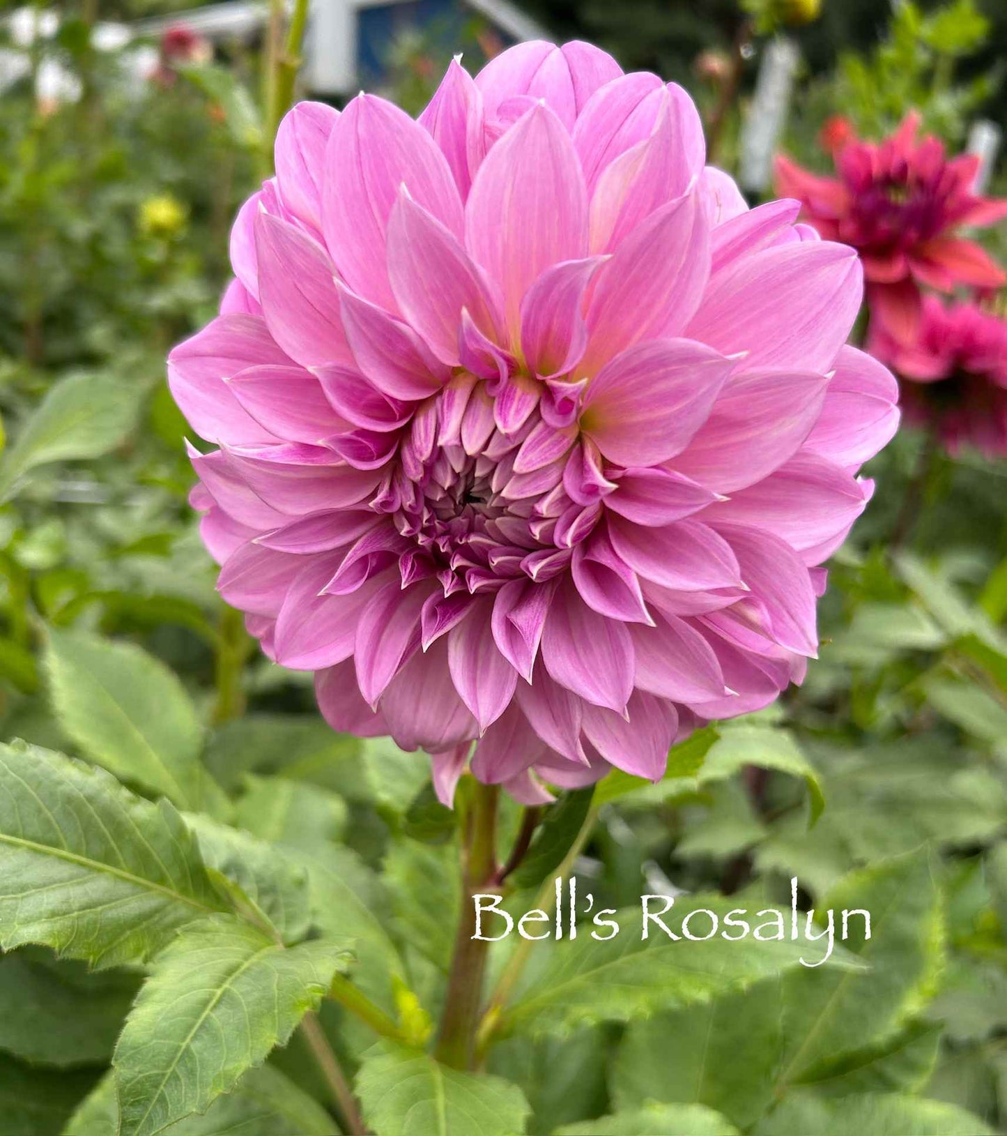Bell's Rosalyn Tuber