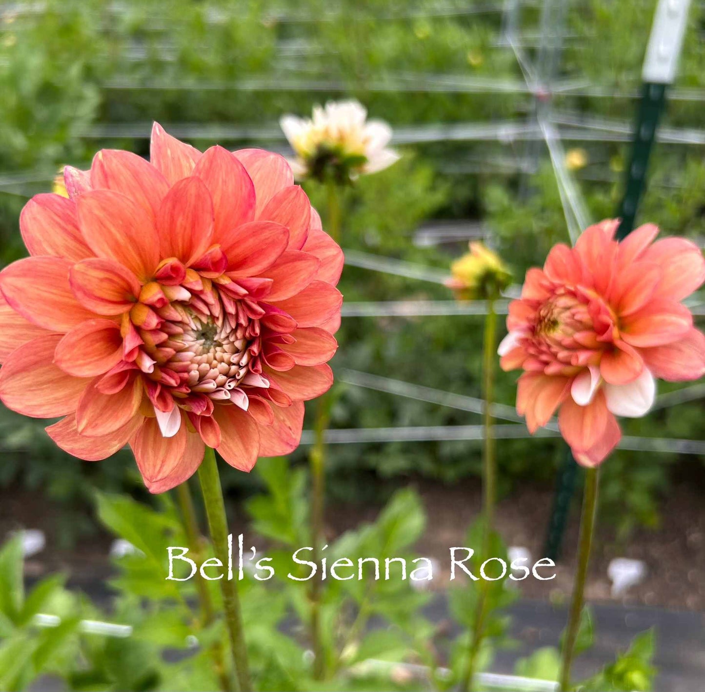 Bell's Sienna Rose Tuber