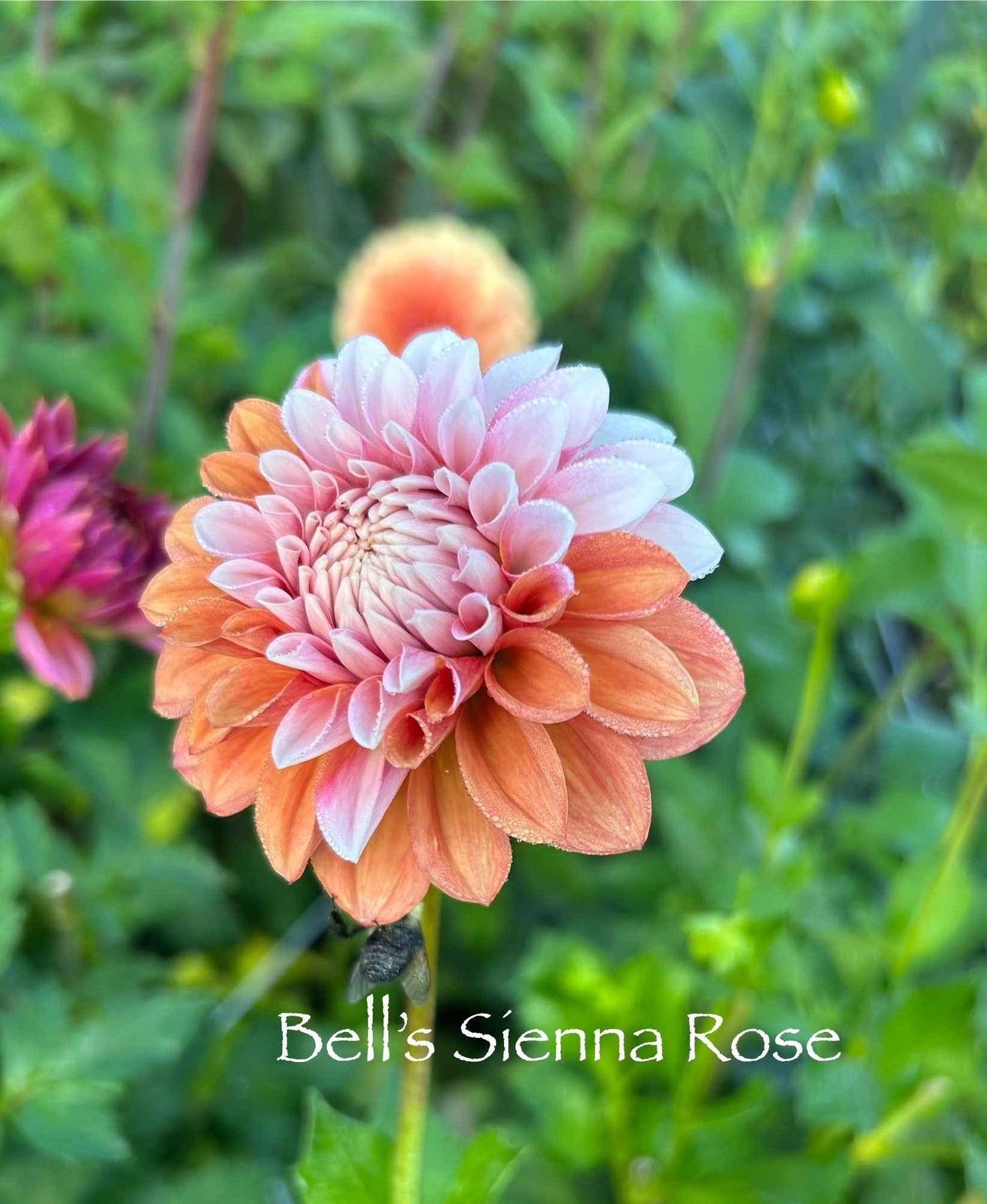 Bell's Sienna Rose Tuber