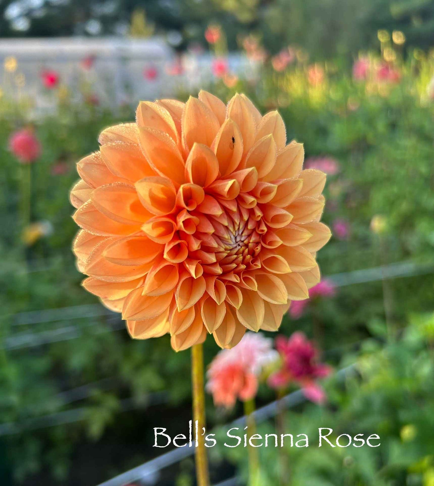 Bell's Sienna Rose Tuber
