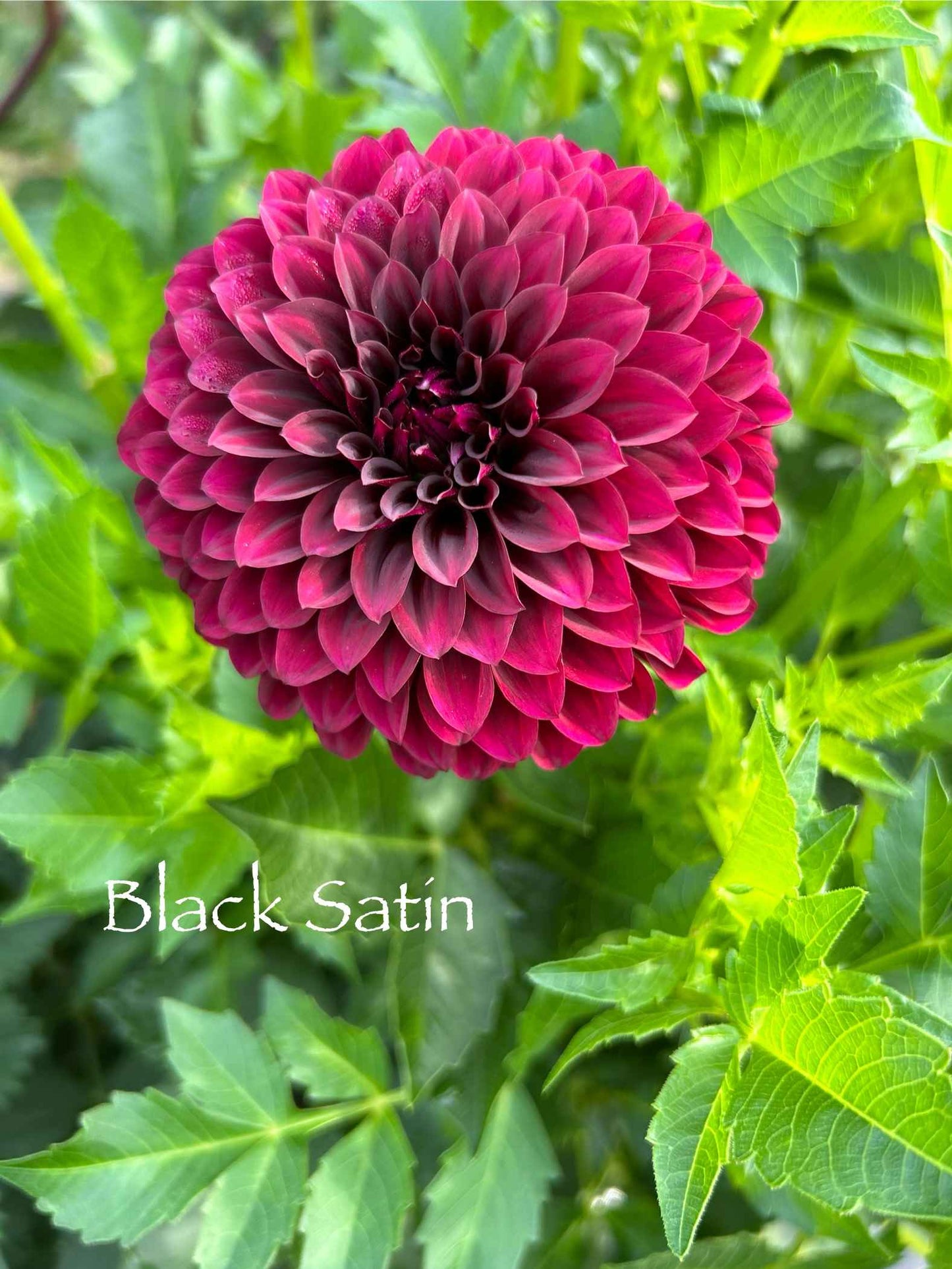 Black Satin Tuber