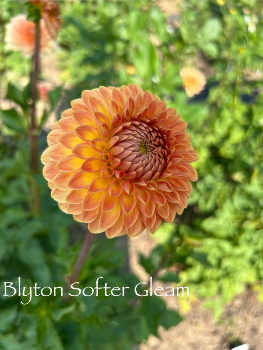 Blyton Softer Gleam Tuber