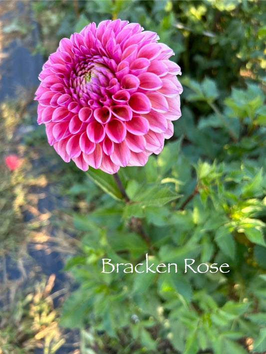 Bracken Rose (US) Tuber