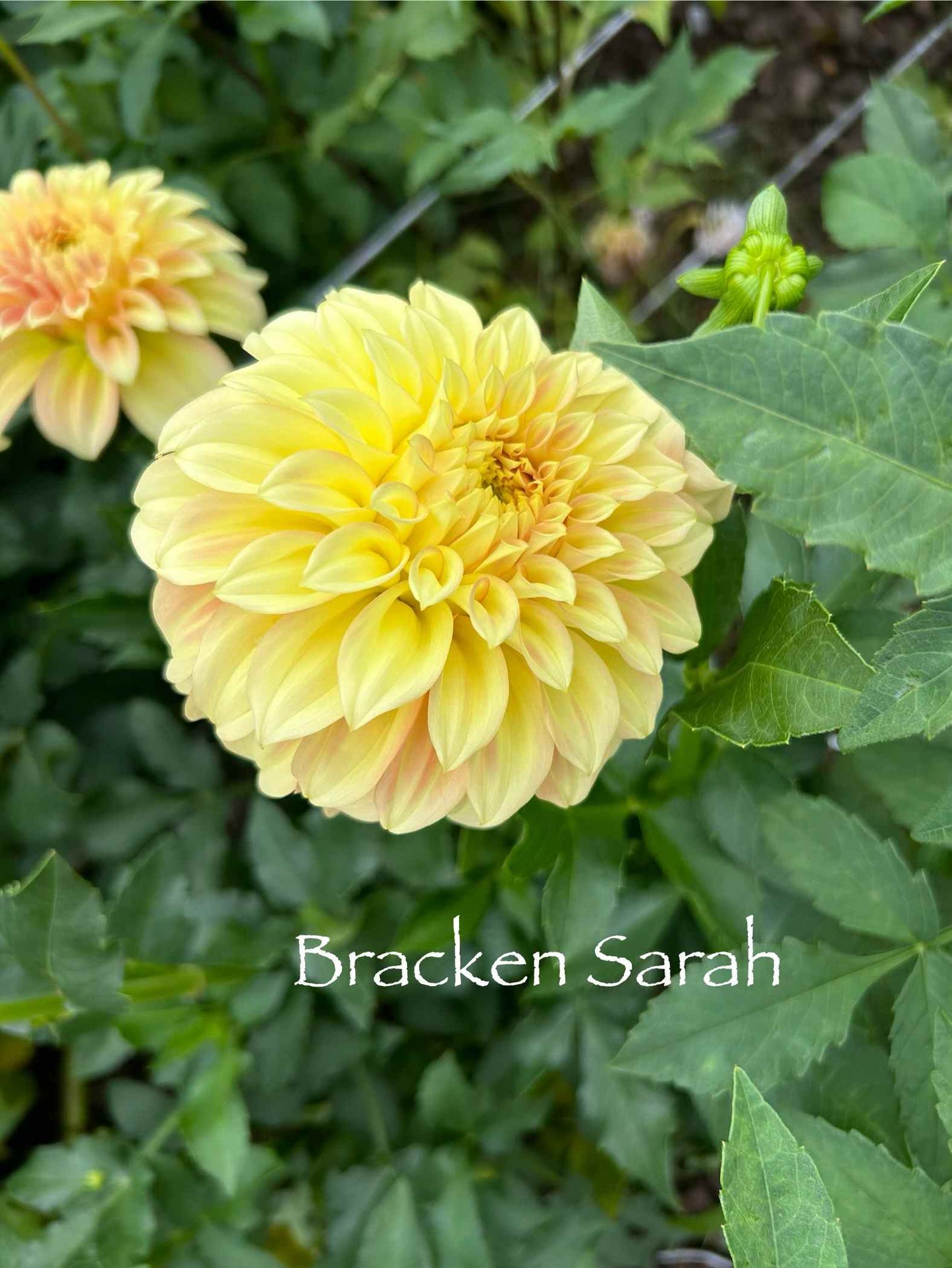 Bracken Sarah Tuber