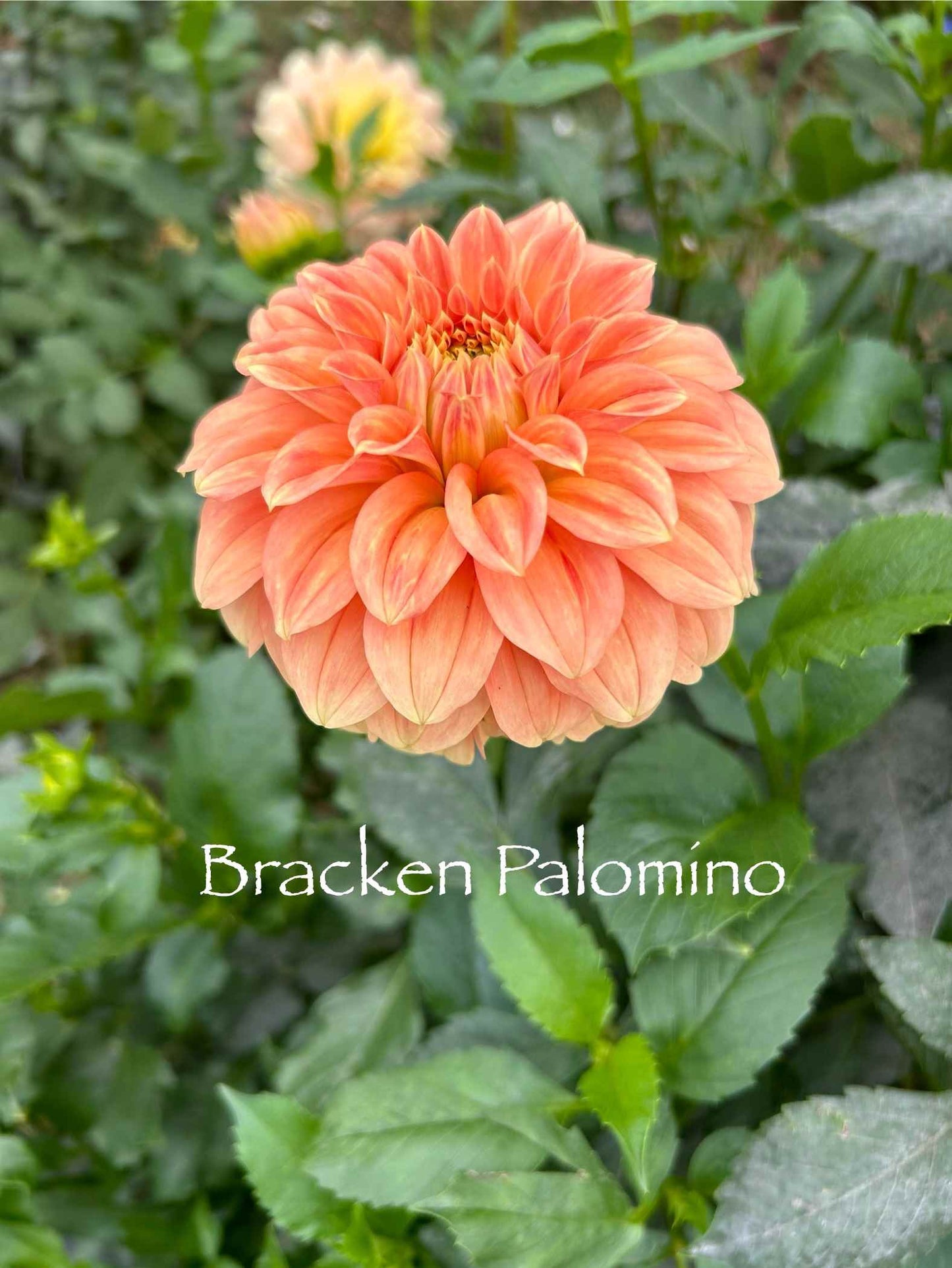 Bracken Palomino Tuber