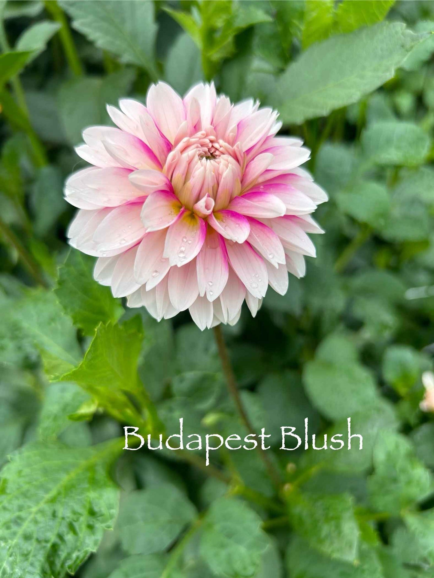 Budapest Blush Tuber