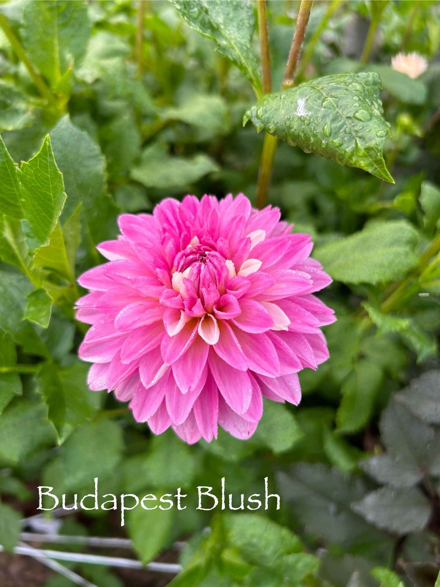 Budapest Blush Tuber