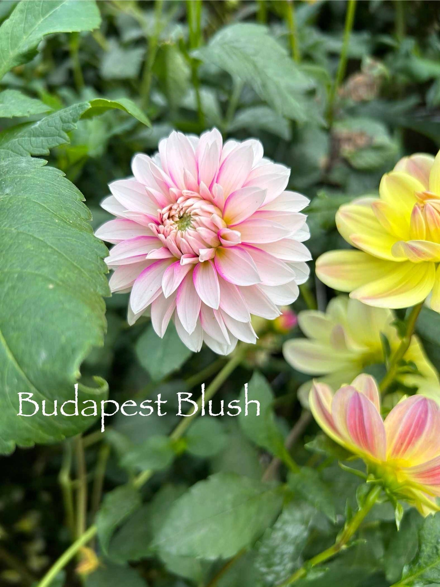 Budapest Blush Tuber