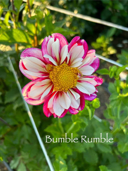 Bumble Rumble Tuber