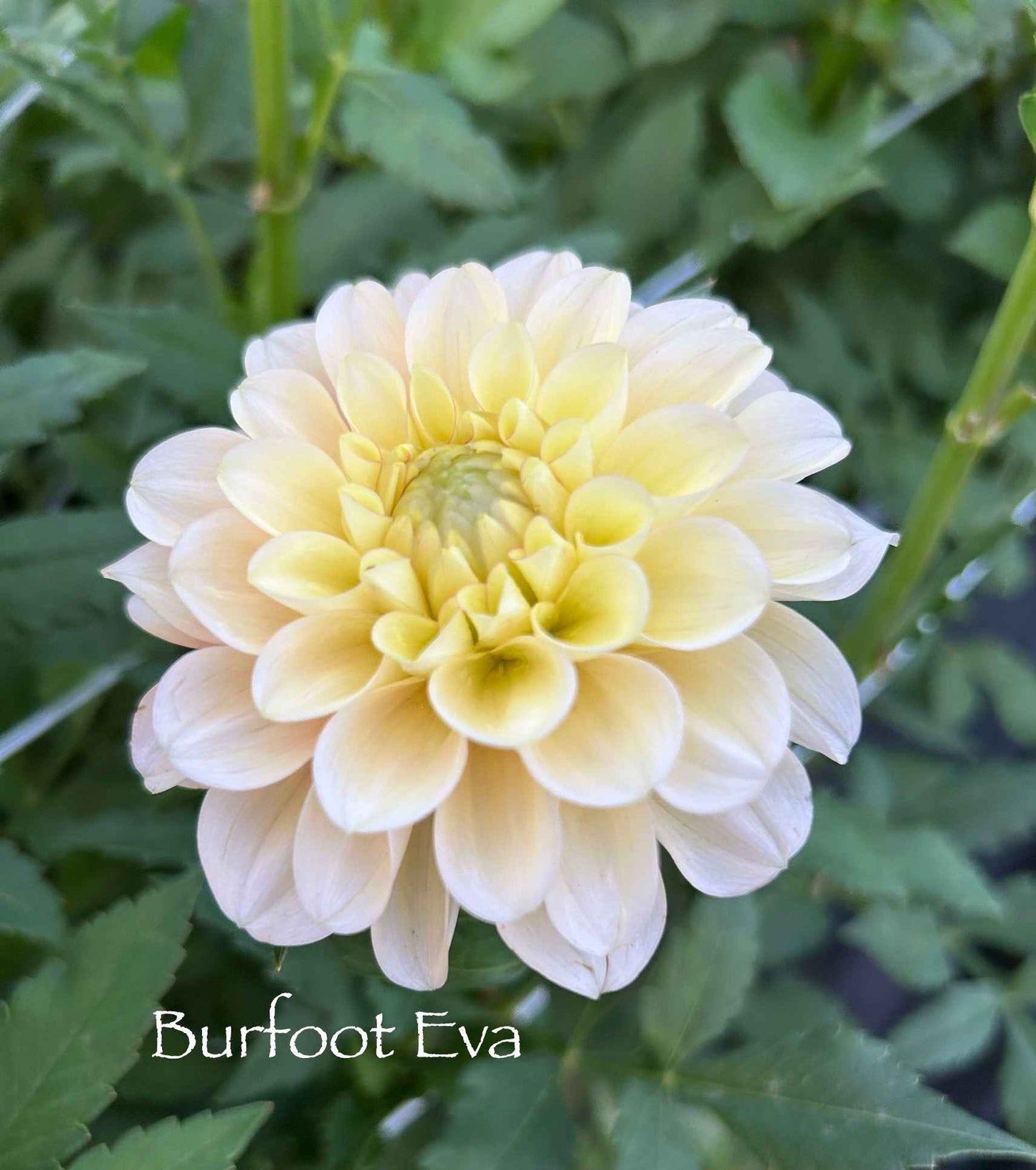 Burfoot Eva Tuber