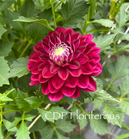 CDP Floriferous Tuber