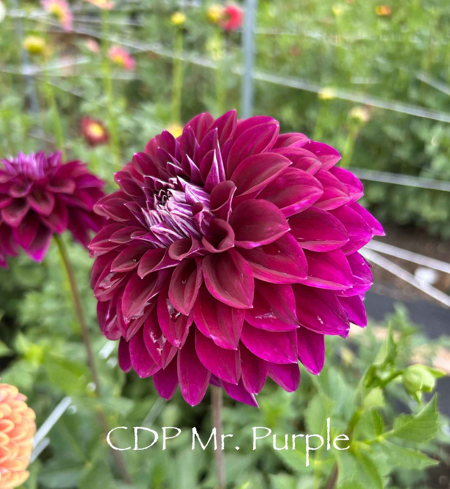 CDP Mr Purple Tuber