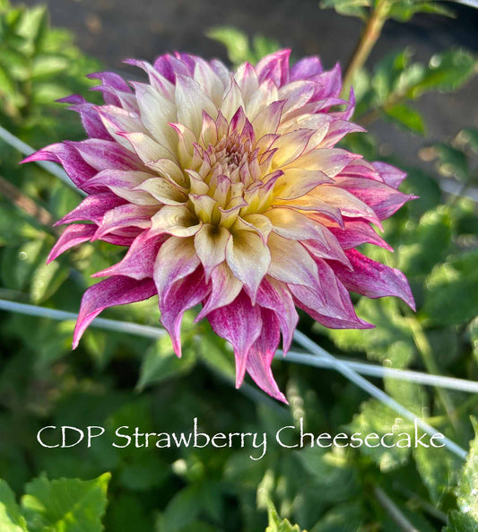 CDP Strawberry Cheesecake Tuber