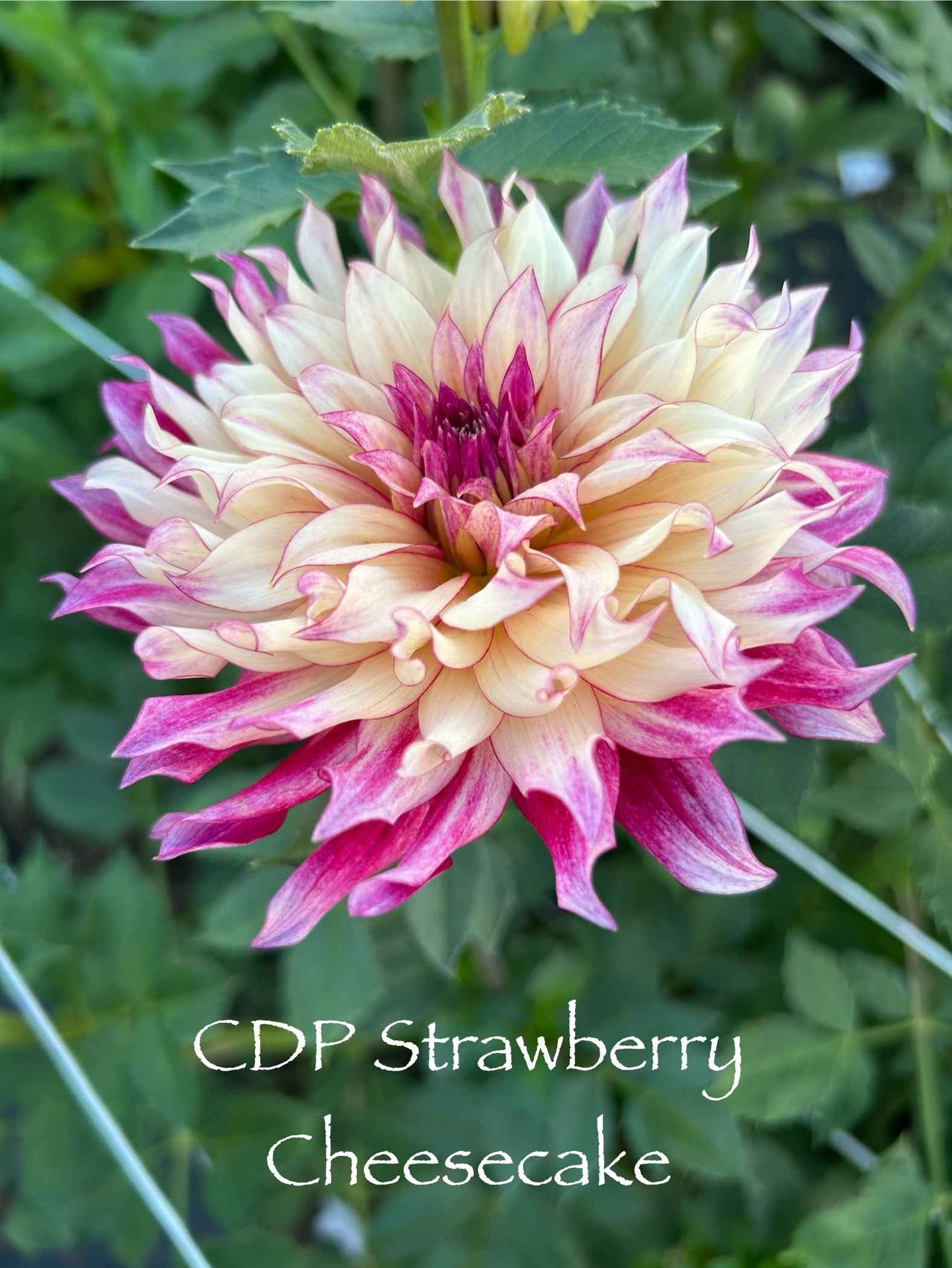 CDP Strawberry Cheesecake Tuber