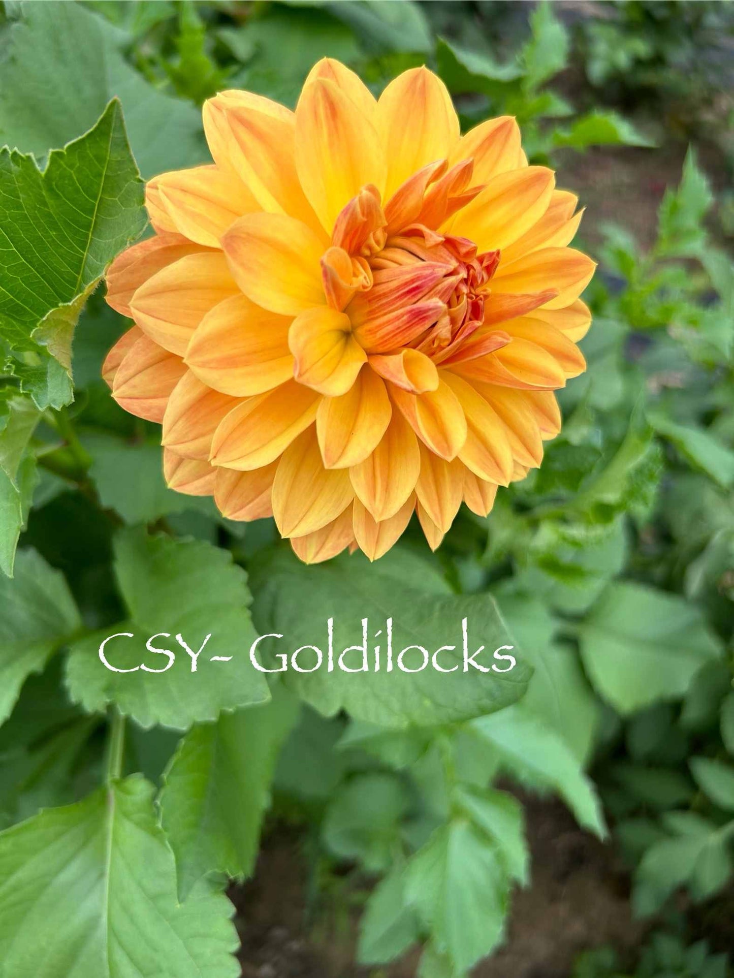 CSY-Goldilocks Tuber