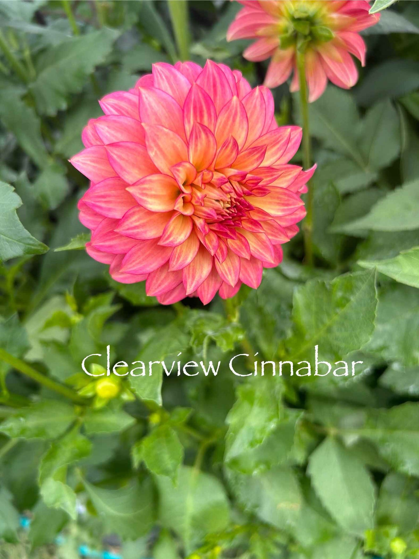 Clearview Cinnabar Tuber