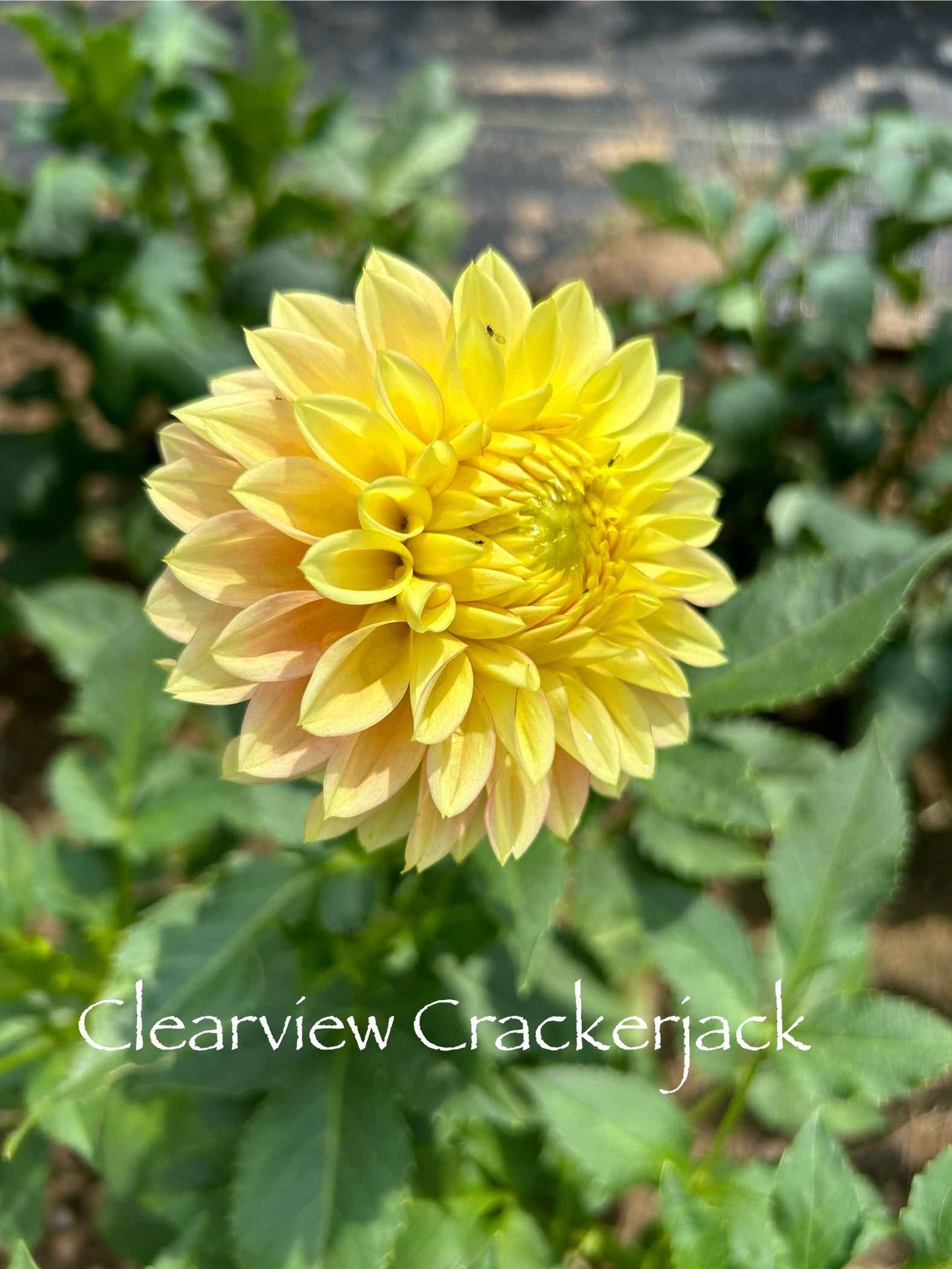 Clearview Crackerjack Tuber