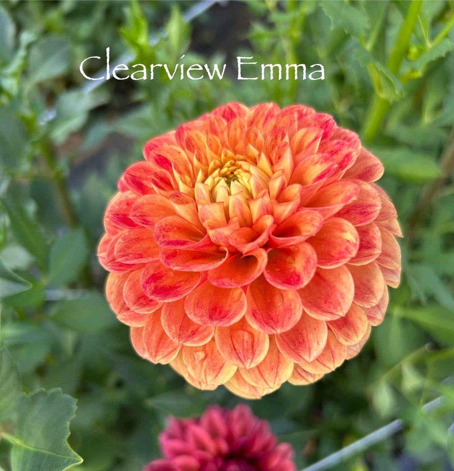 Clearview Emma Tuber