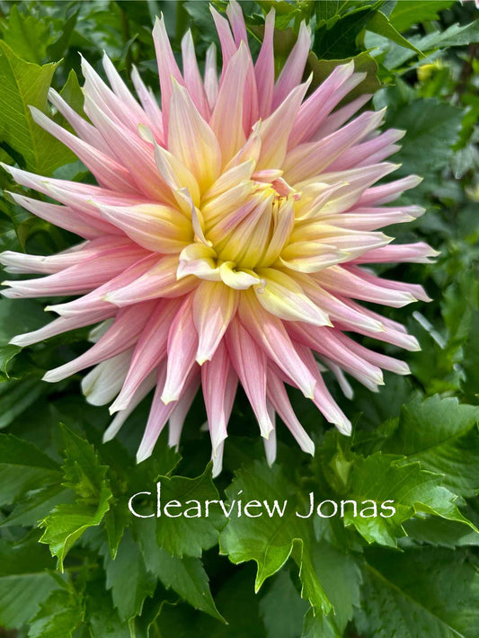 Clearview Jonas Tuber