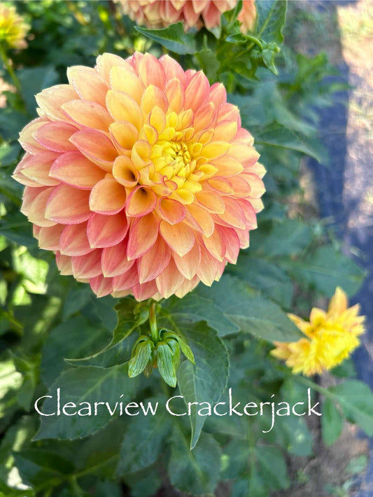 Clearview Crackerjack Tuber