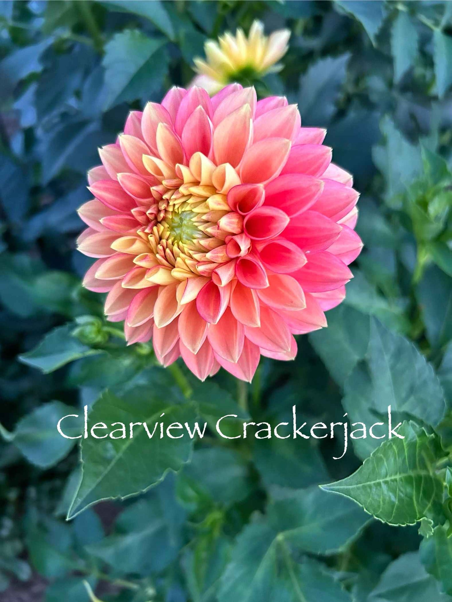 Clearview Crackerjack Tuber