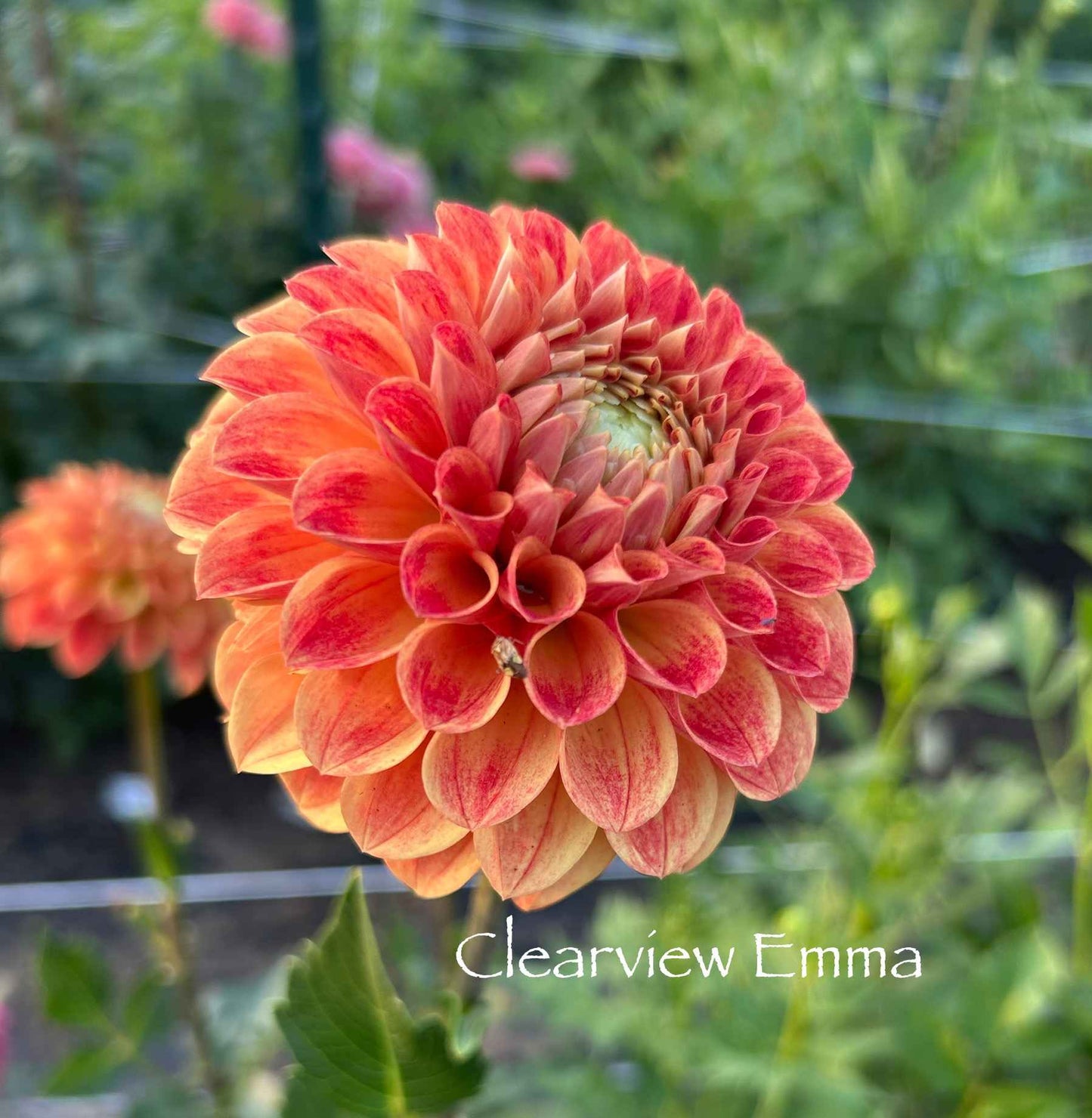 Clearview Emma Tuber