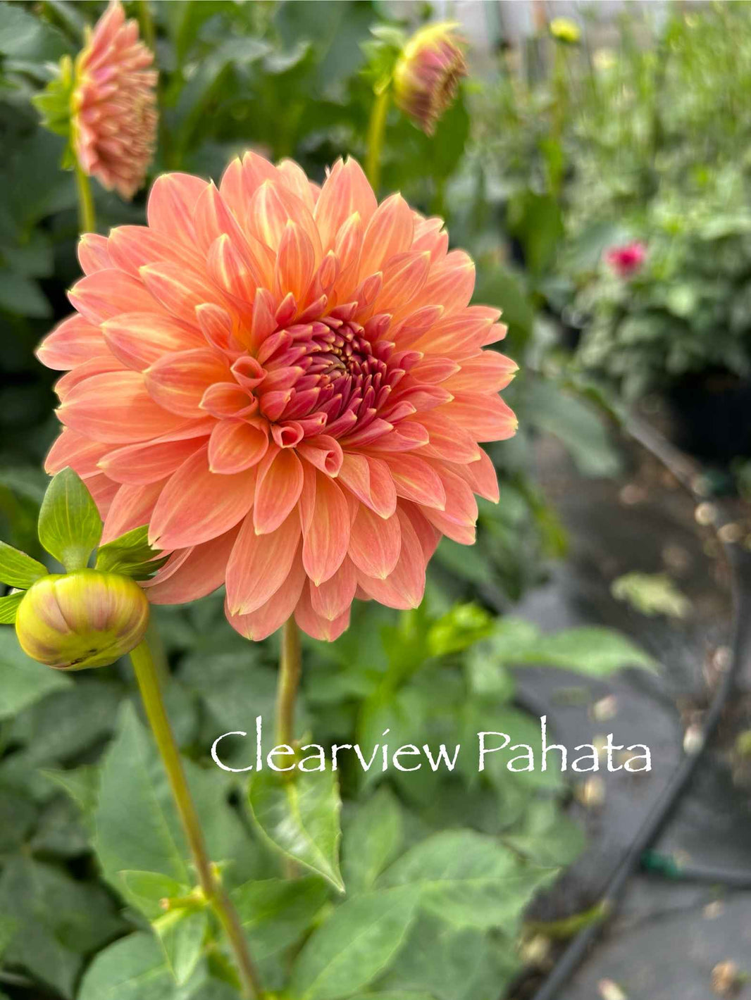 Products – Page 5 – The Sleeping Bear Dahlia Farm
