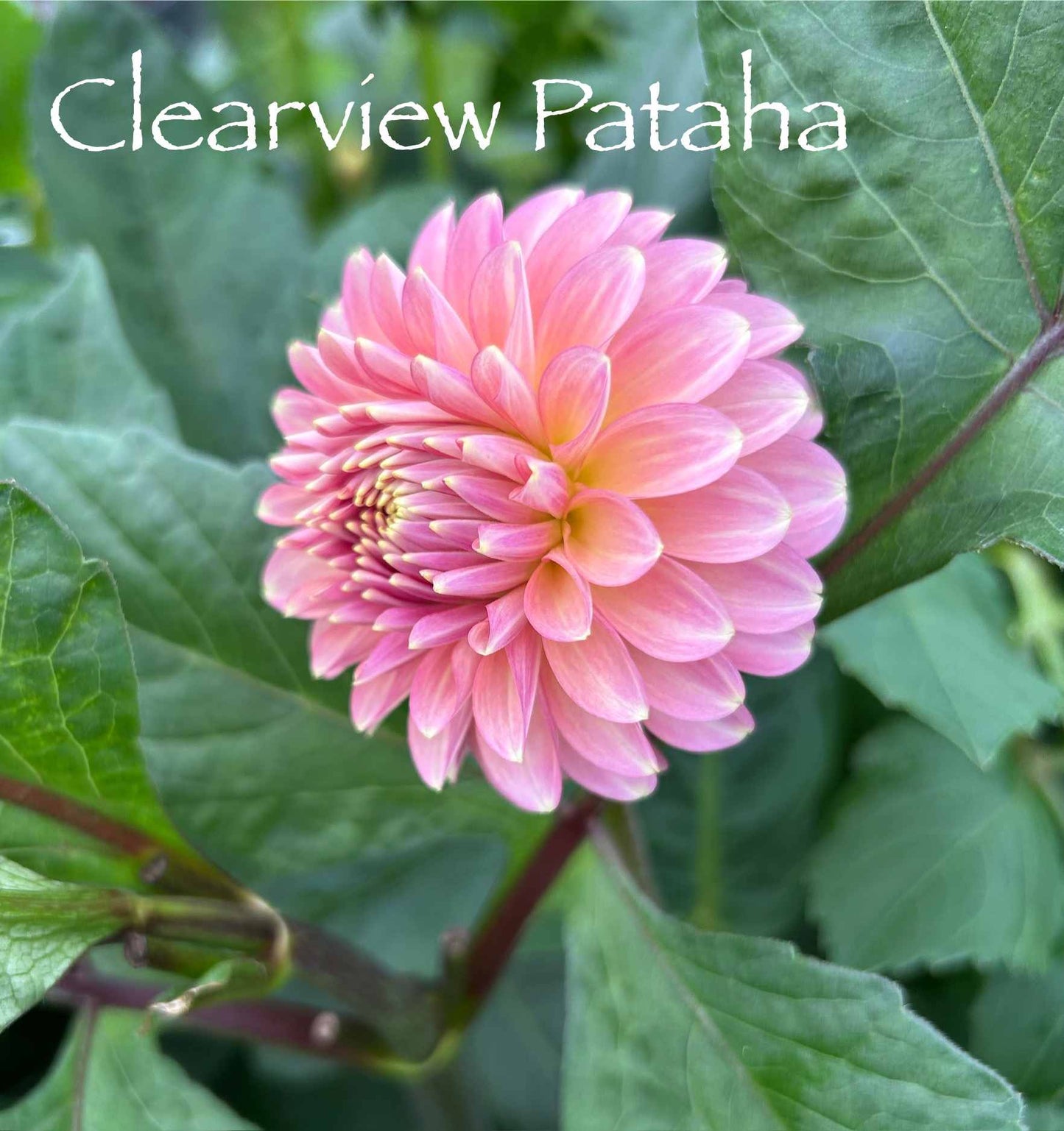 Clearview Pataha Tuber