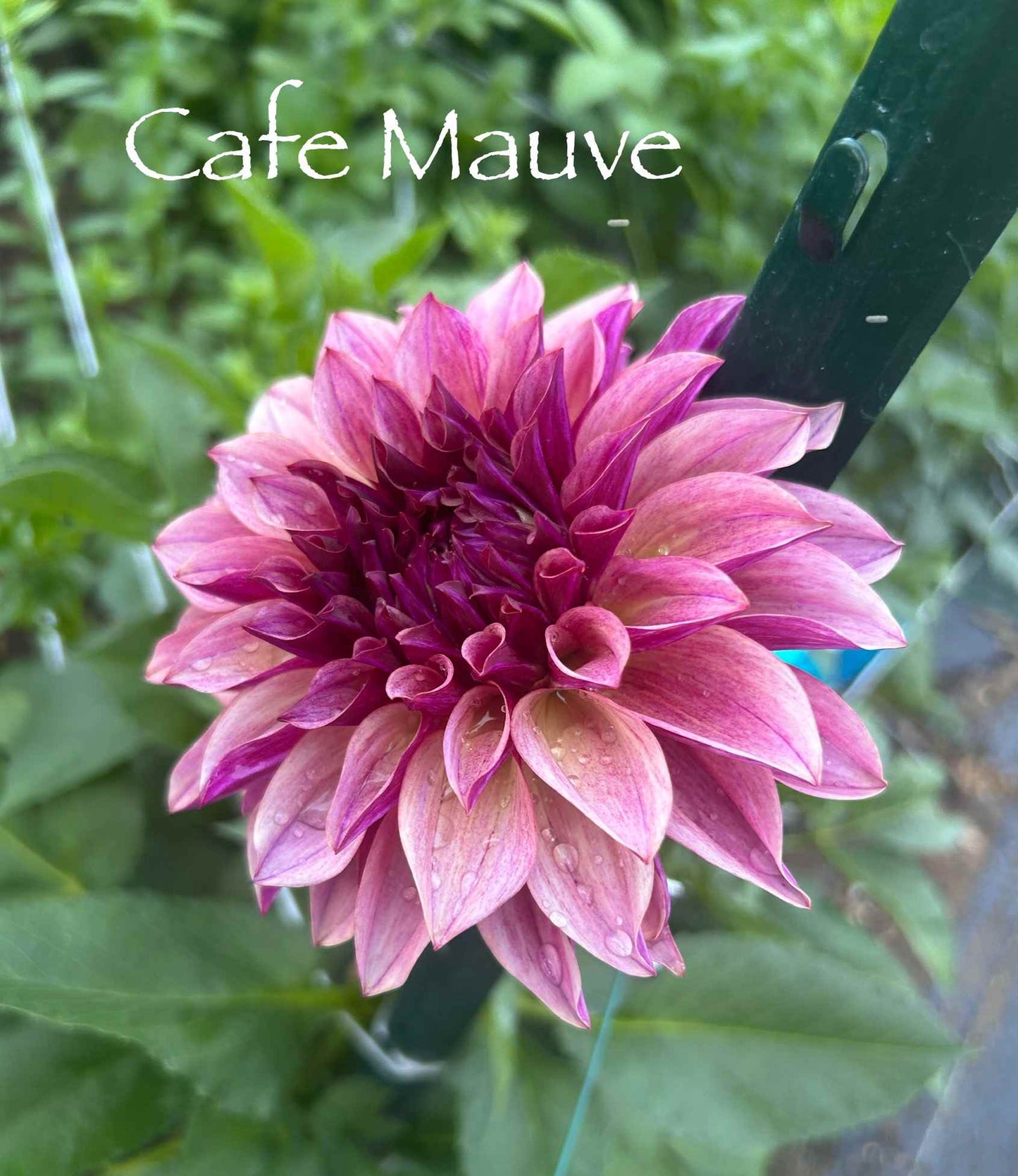 Cafe Mauve Tuber