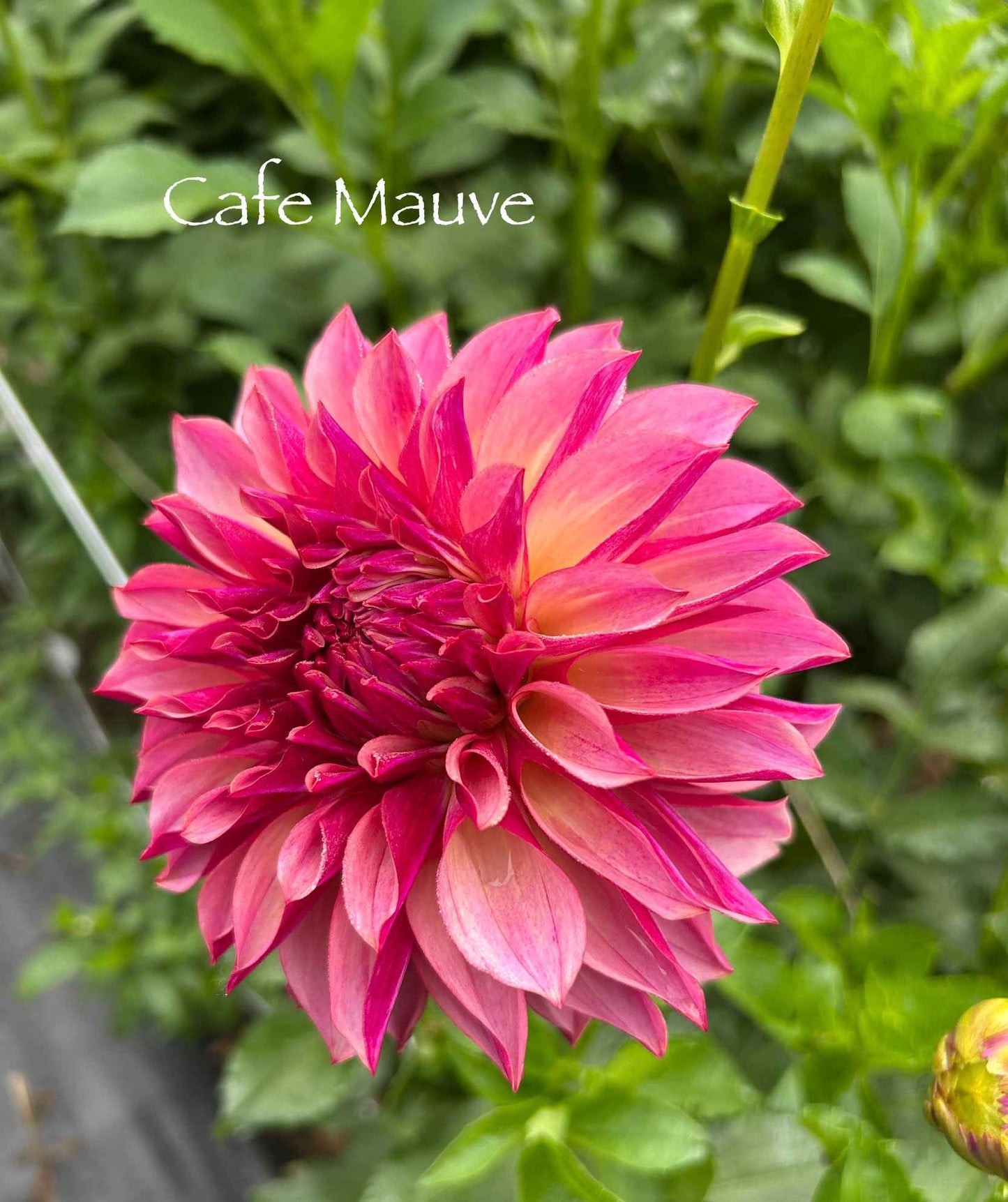 Cafe Mauve Tuber