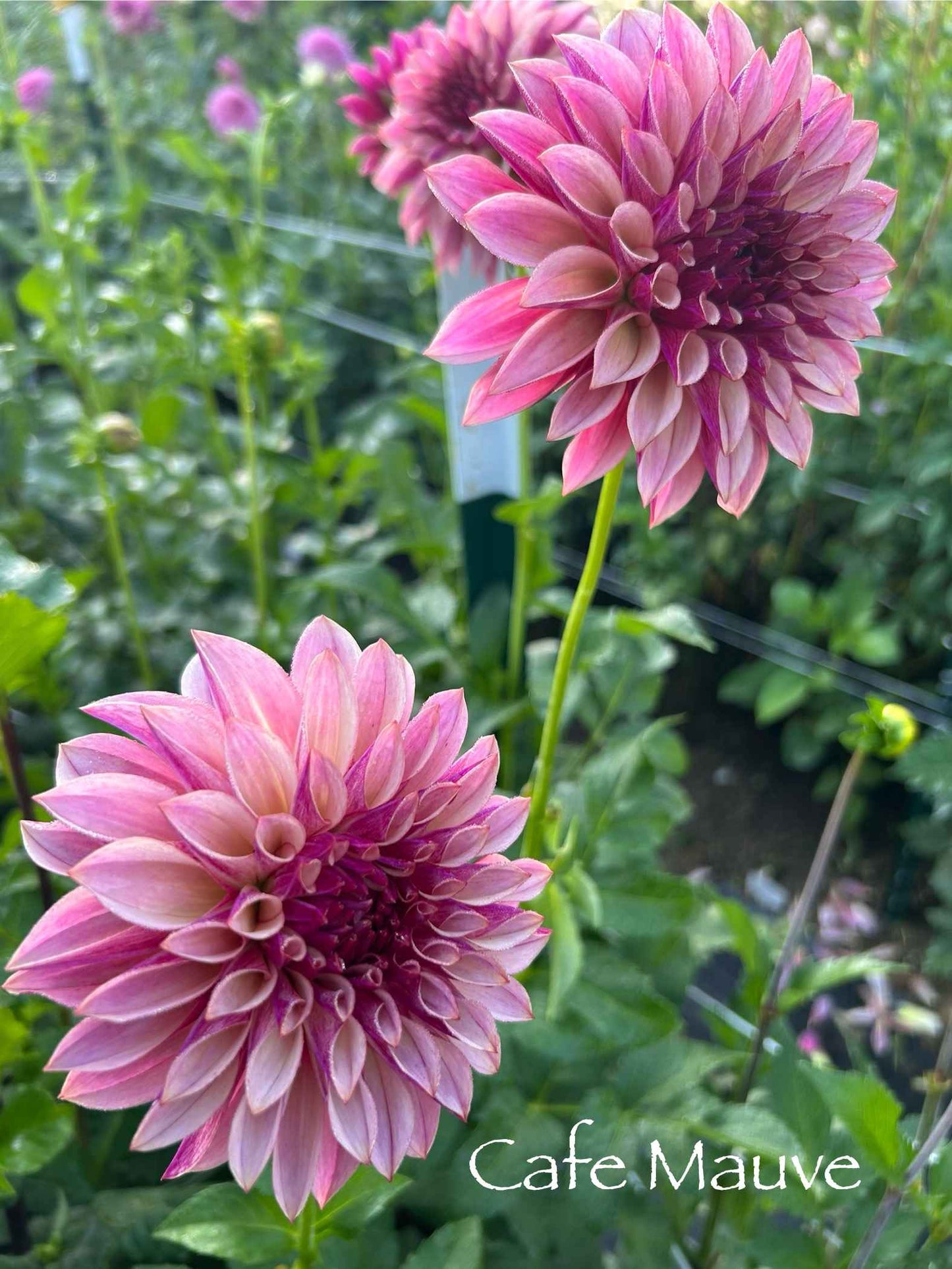 Cafe Mauve Tuber