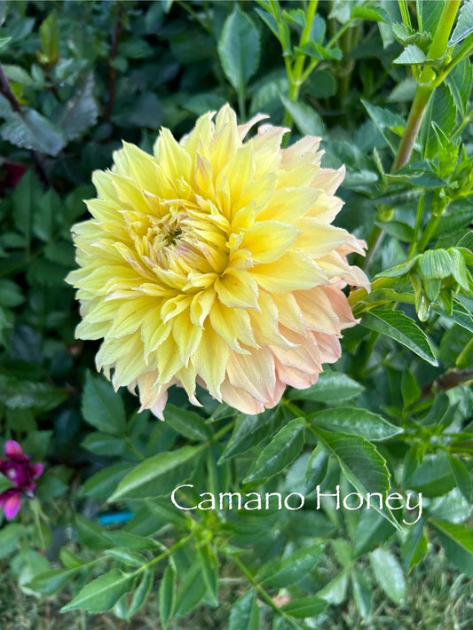 Camano Honey Tuber