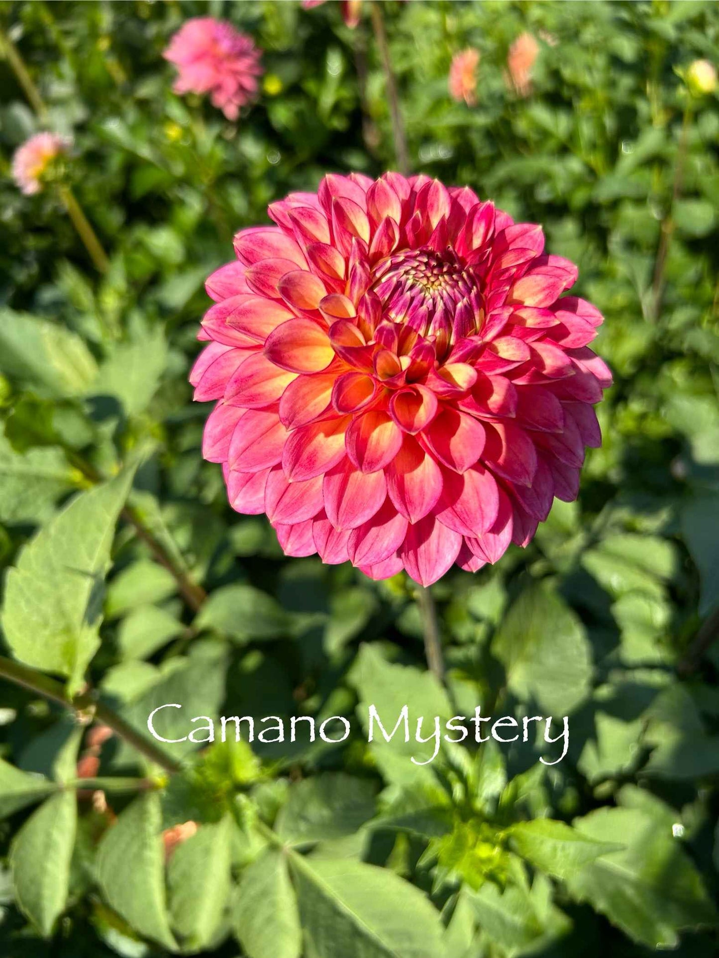 Camano Mystery Tuber