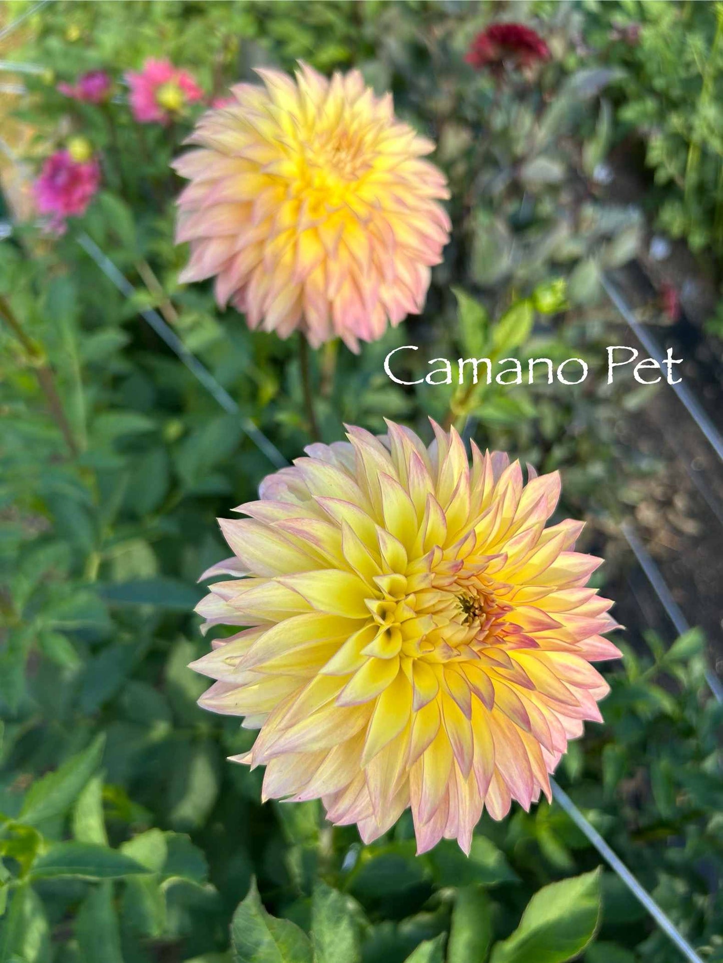 Camano Pet Tuber
