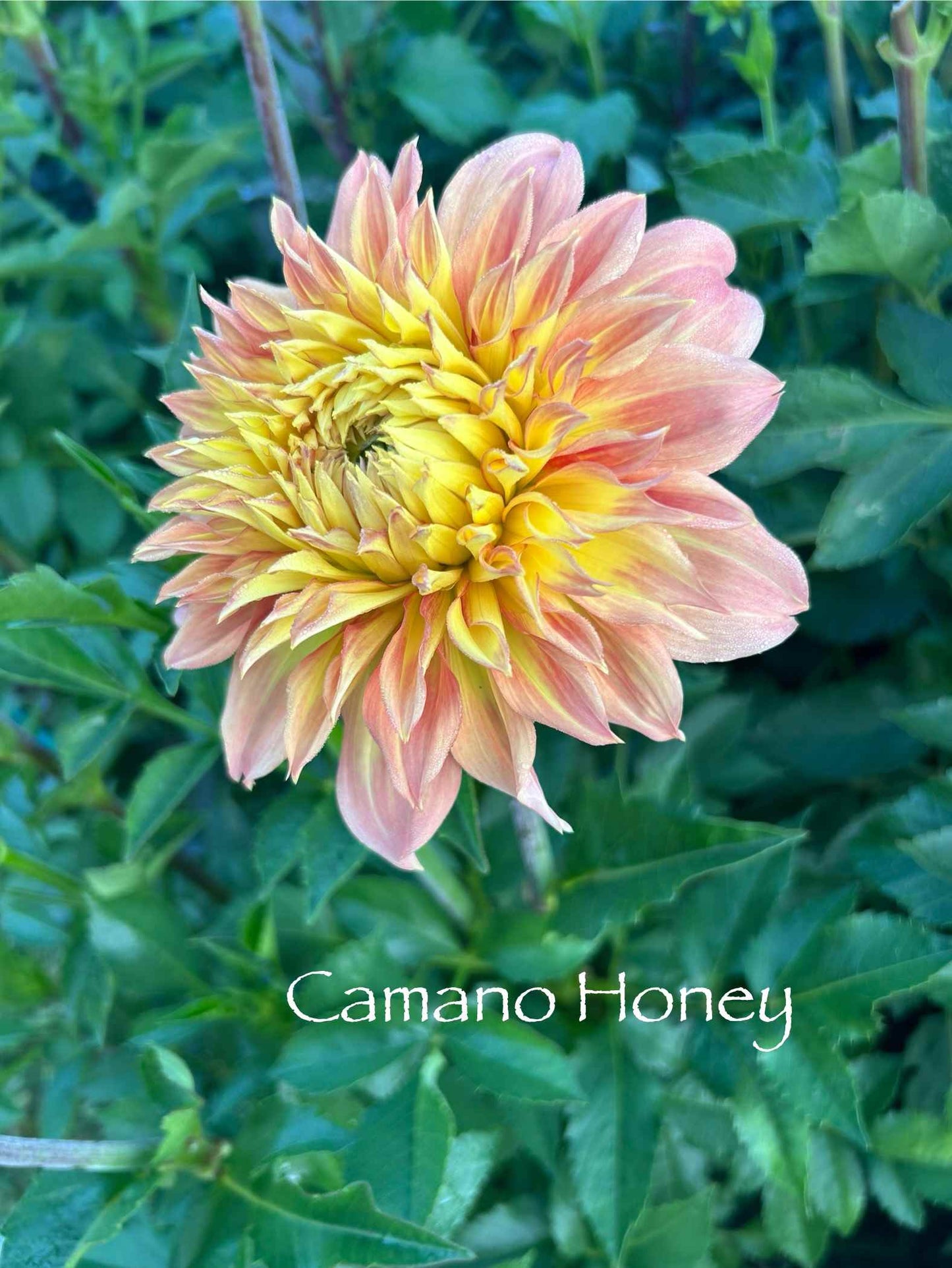 Camano Honey Tuber