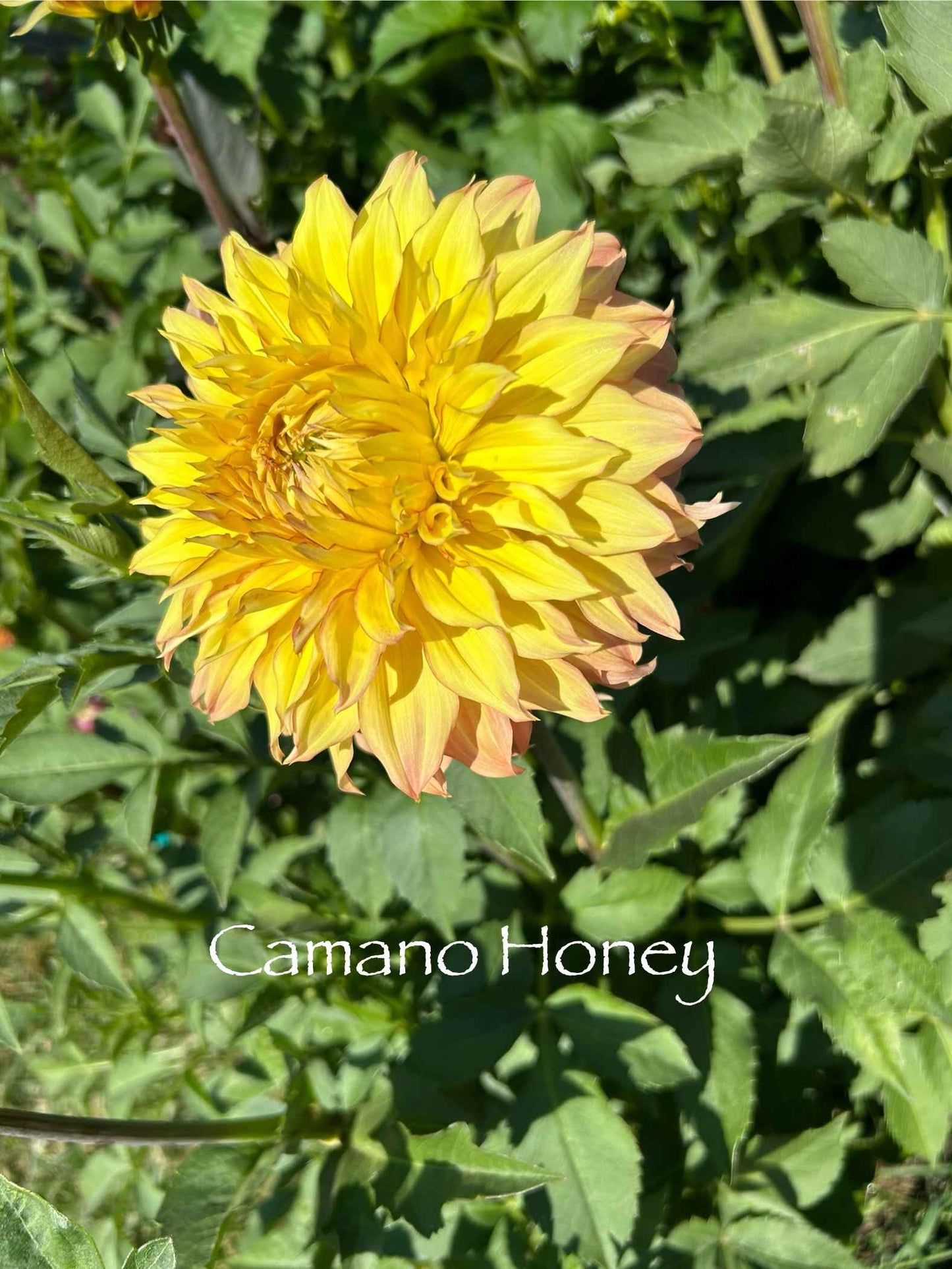 Camano Honey Tuber