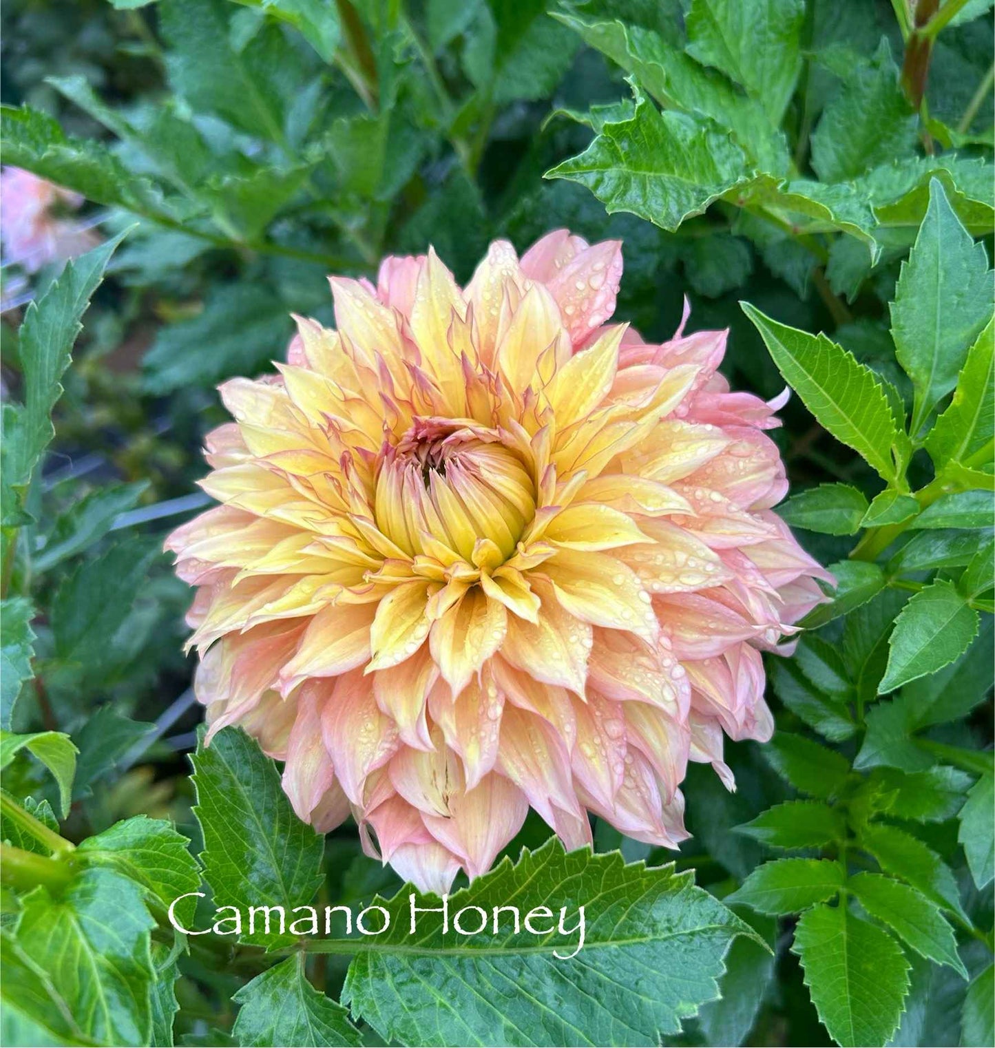 Camano Honey Tuber