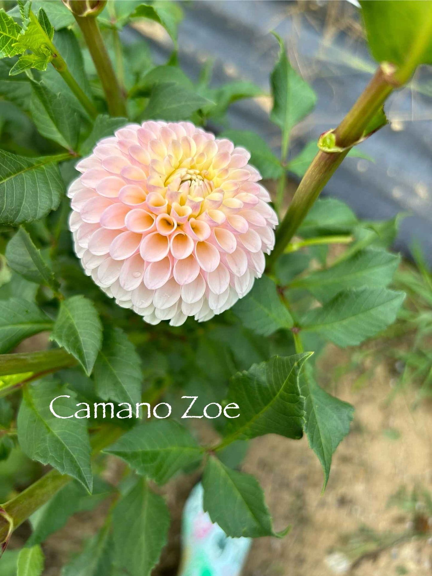 Camano Zoe Tuber