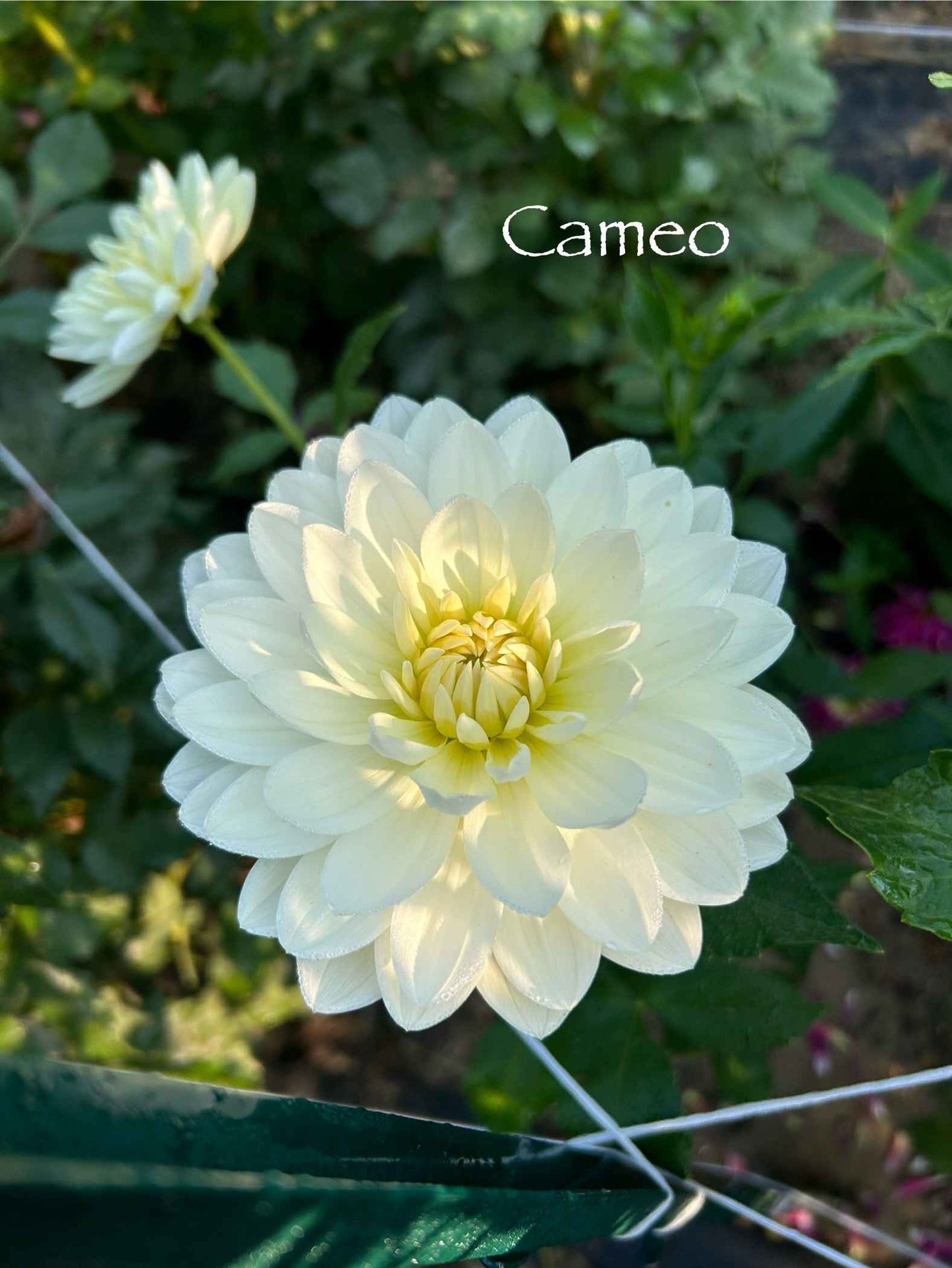 Cameo Tuber