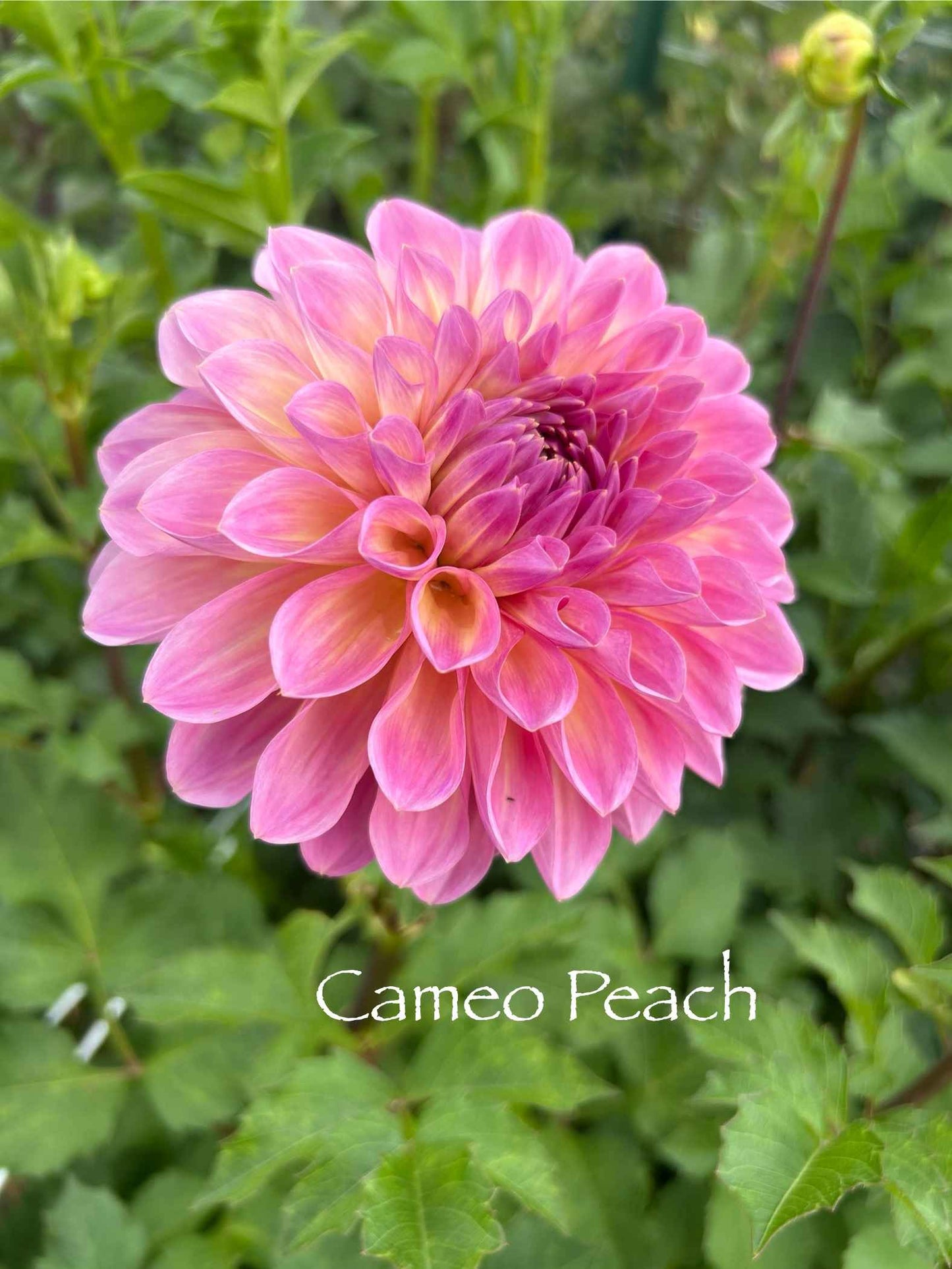 Cameo Peach Tuber