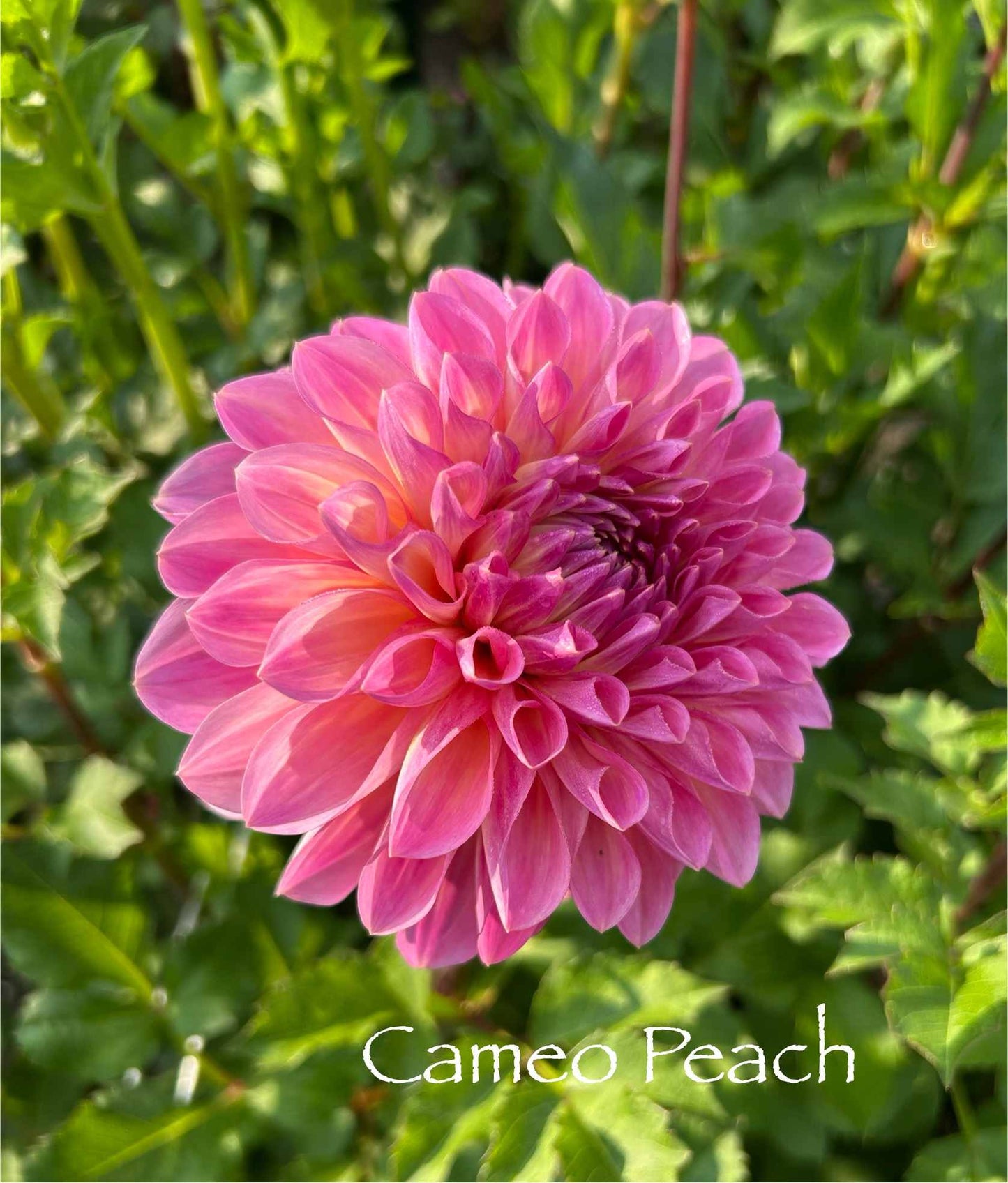 Cameo Peach Tuber