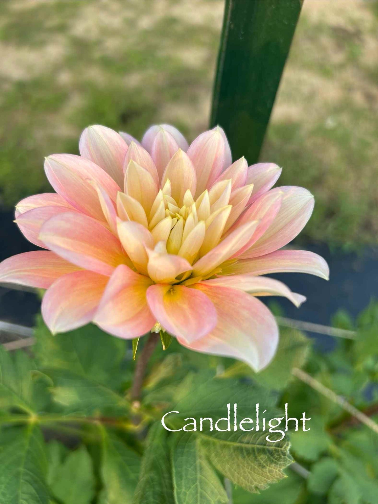 Candlelight Tuber
