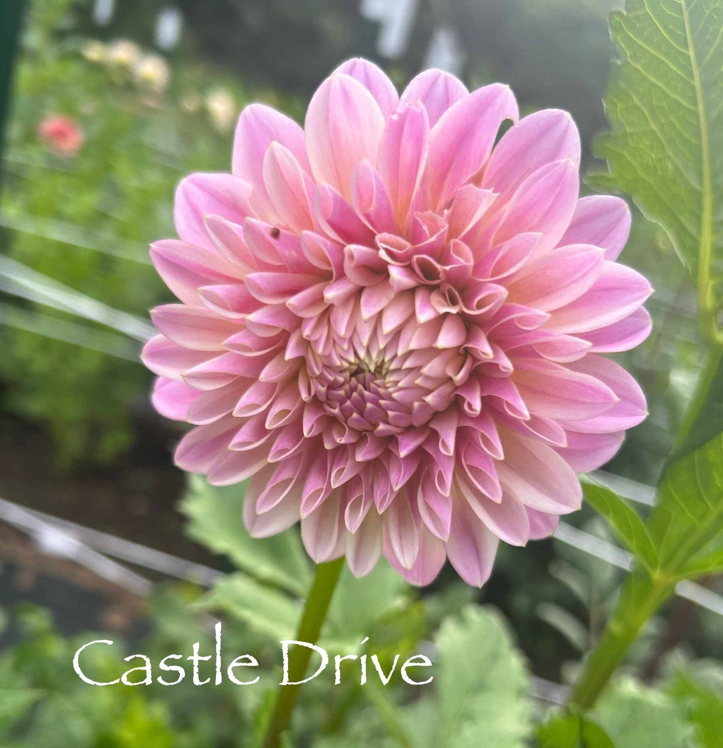 Castle Drive Tuber