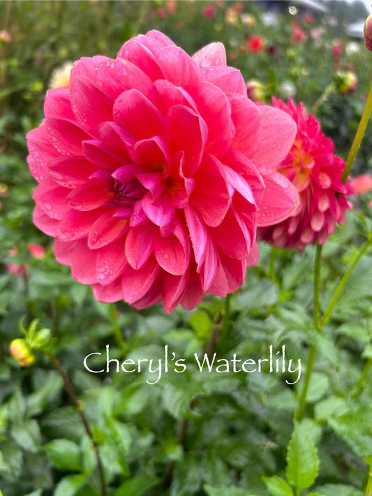 Cheryl's Waterlily Tuber