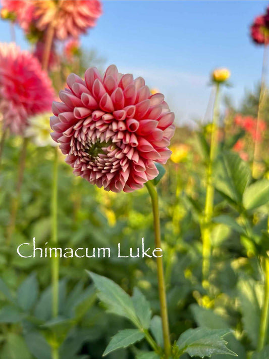 Chimacum Luke Tuber