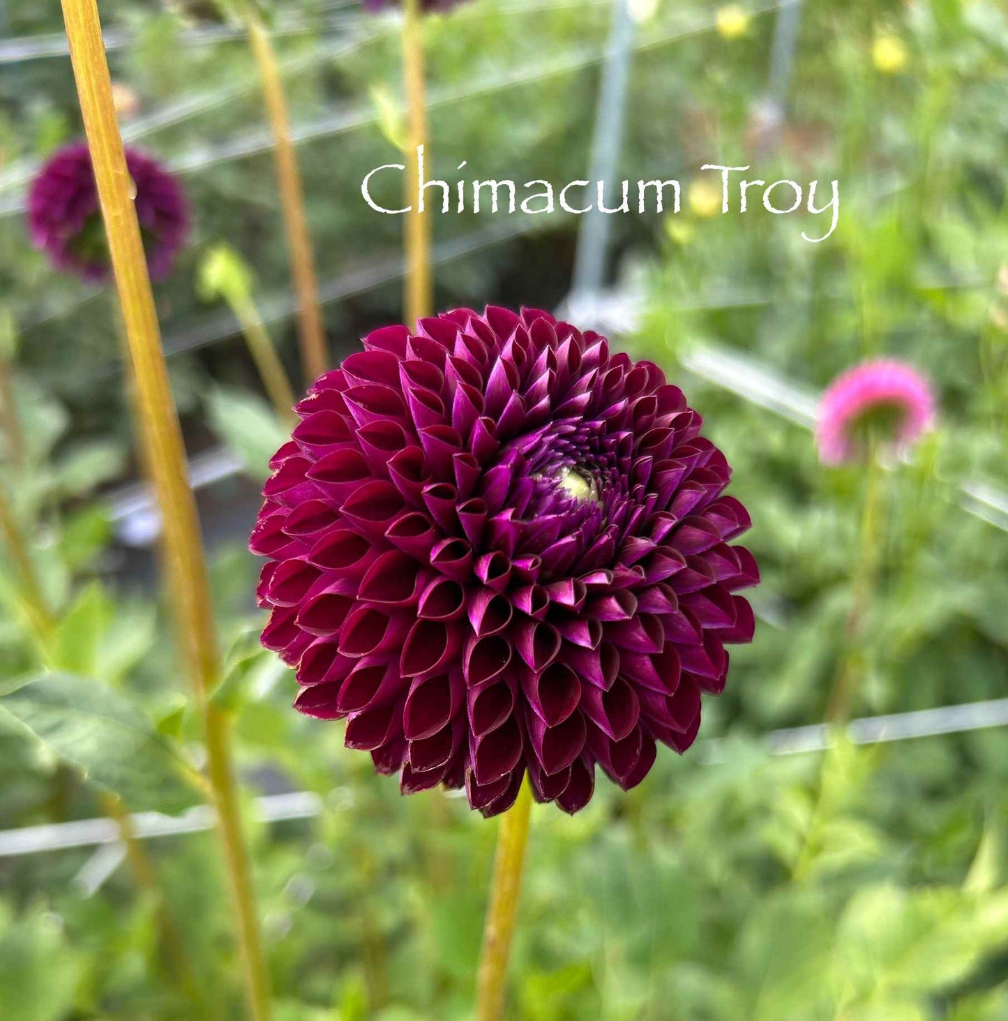 Chimacum Troy Tuber