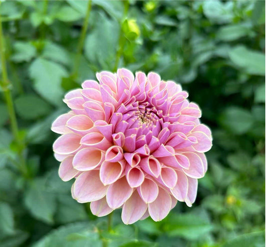 Cinder Rose Tuber