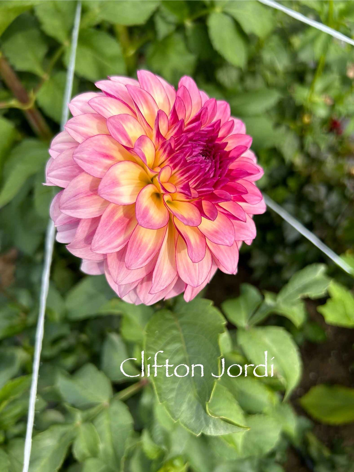 Clifton Jordi Tuber