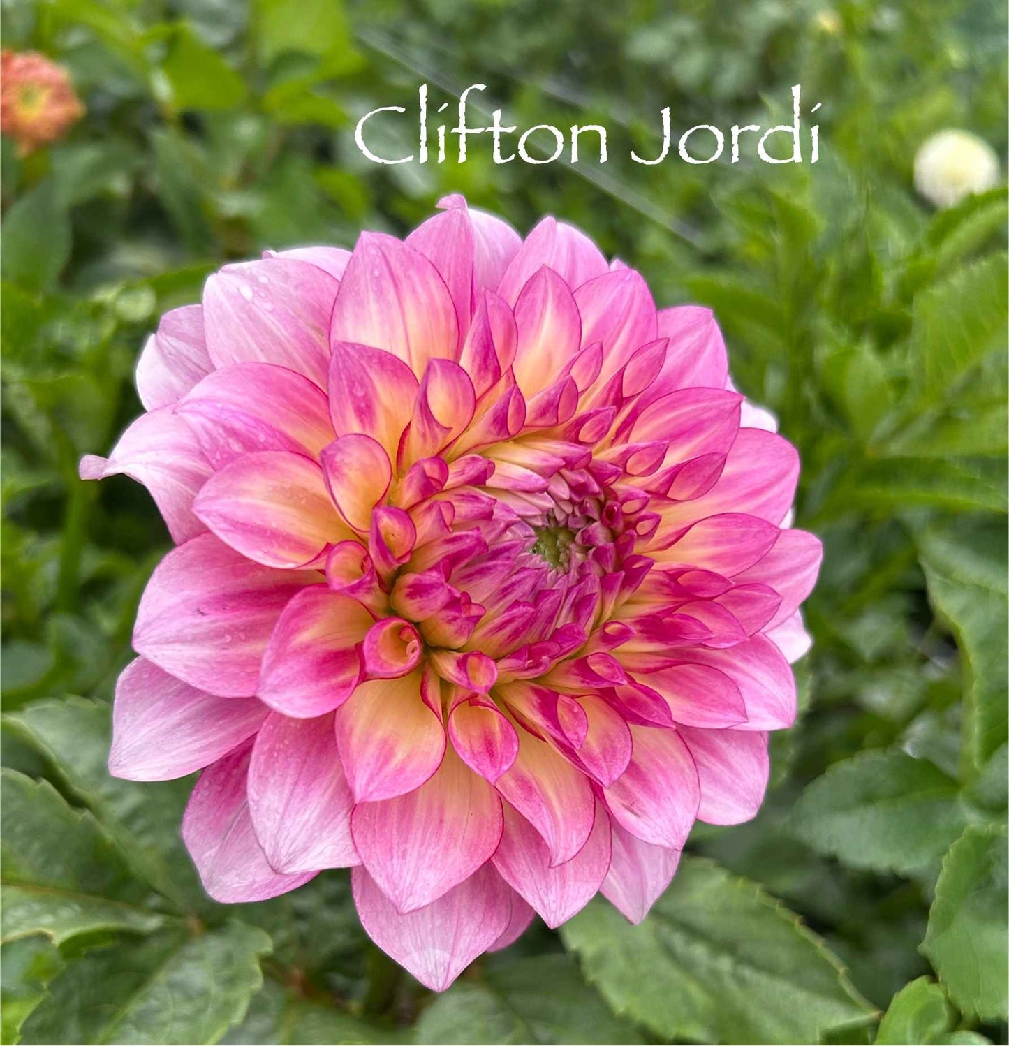 Clifton Jordi Tuber